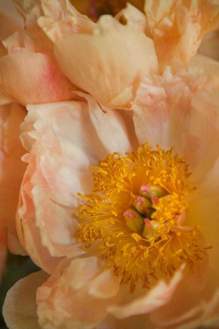 Peach Peonies I White Modern Wood Framed Art Print with Double Matting by Millet, Karyn