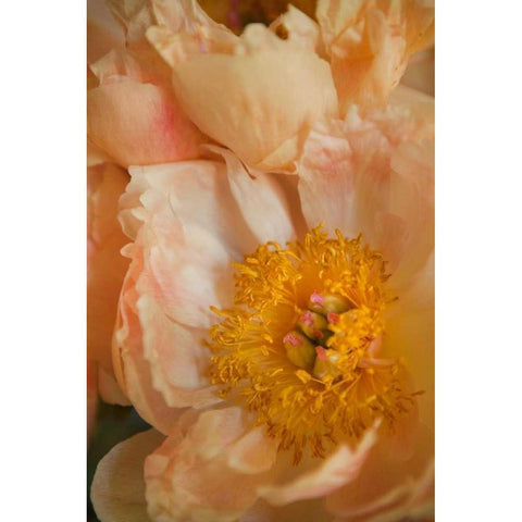 Peach Peonies I Black Modern Wood Framed Art Print by Millet, Karyn