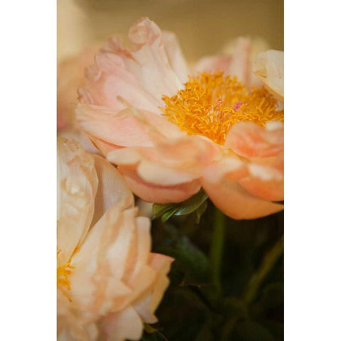 Peach Peonies II Gold Ornate Wood Framed Art Print with Double Matting by Millet, Karyn