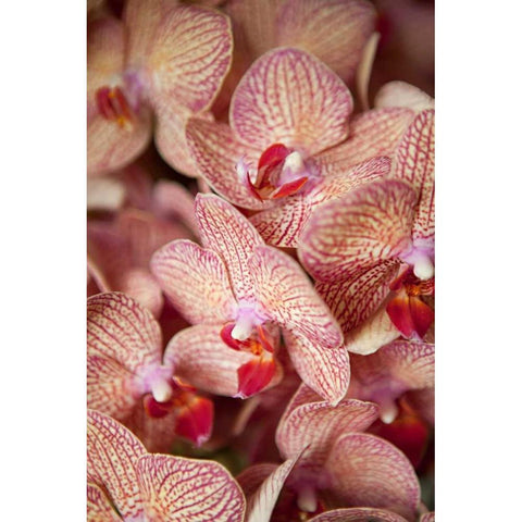 Orchid I Black Modern Wood Framed Art Print by Millet, Karyn