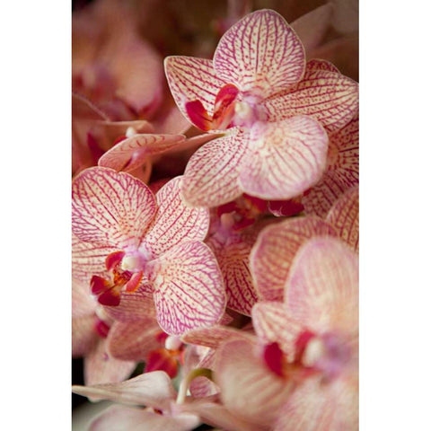 Orchid II White Modern Wood Framed Art Print by Millet, Karyn