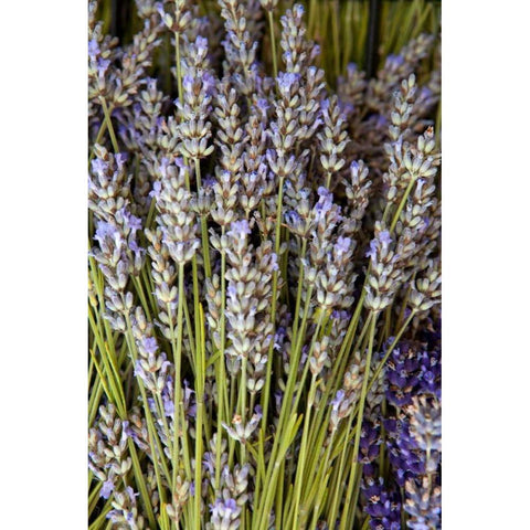 Cut Lavender I Gold Ornate Wood Framed Art Print with Double Matting by Millet, Karyn