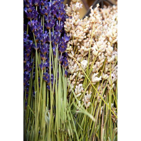 Cut Lavender II White Modern Wood Framed Art Print by Millet, Karyn