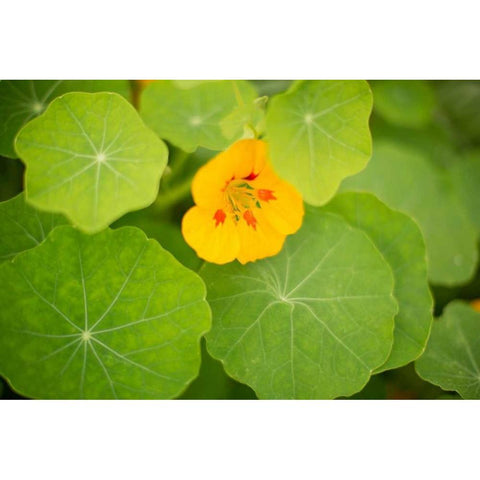 Nasturtiums I White Modern Wood Framed Art Print by Millet, Karyn