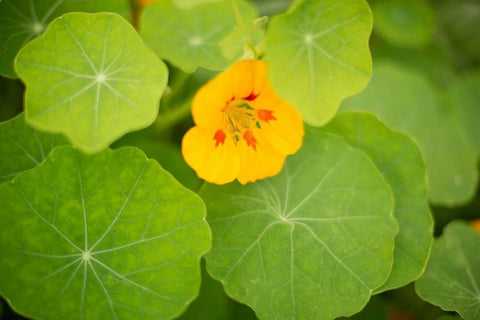 Nasturtiums I White Modern Wood Framed Art Print with Double Matting by Millet, Karyn