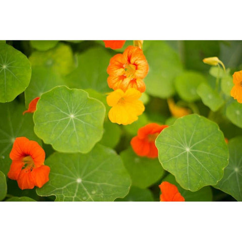 Nasturtiums II White Modern Wood Framed Art Print by Millet, Karyn