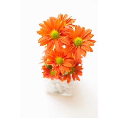 Spring Bouquet Black Modern Wood Framed Art Print with Double Matting by Millet, Karyn