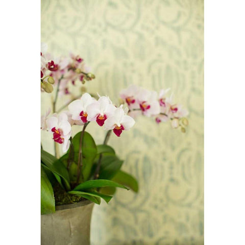 Orchid Vase White Modern Wood Framed Art Print by Millet, Karyn