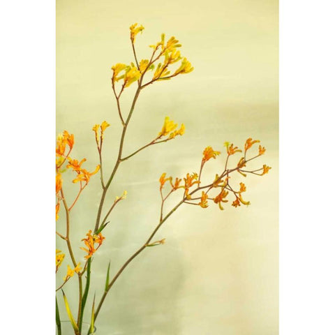 Kangaroo Paw I White Modern Wood Framed Art Print by Millet, Karyn