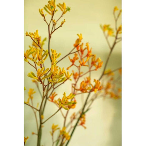 Kangaroo Paw II Gold Ornate Wood Framed Art Print with Double Matting by Millet, Karyn