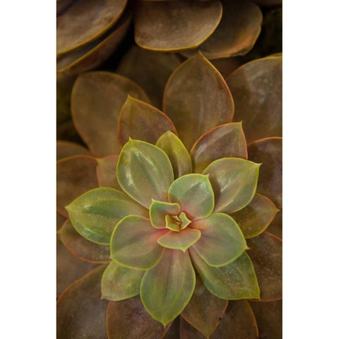 Succulent I Gold Ornate Wood Framed Art Print with Double Matting by Millet, Karyn