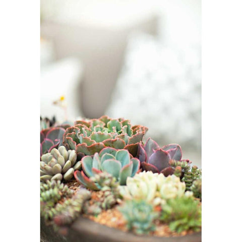 Succulents White Modern Wood Framed Art Print by Millet, Karyn