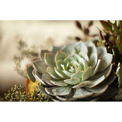 Succulent III White Modern Wood Framed Art Print by Millet, Karyn