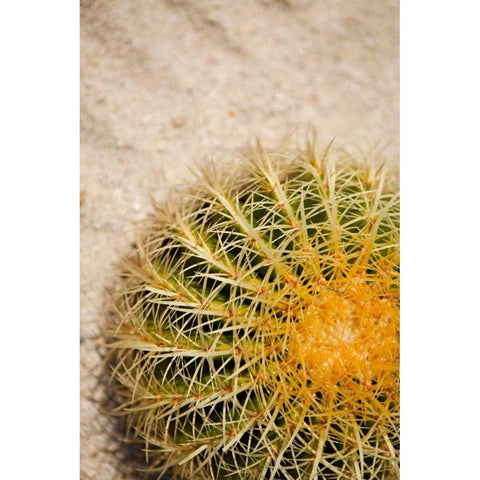 Cactus White Modern Wood Framed Art Print by Millet, Karyn