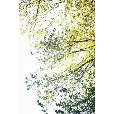 Trees II White Modern Wood Framed Art Print by Millet, Karyn