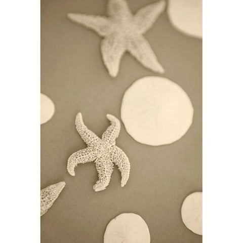 Starfish and Sand Dollars I White Modern Wood Framed Art Print by Millet, Karyn