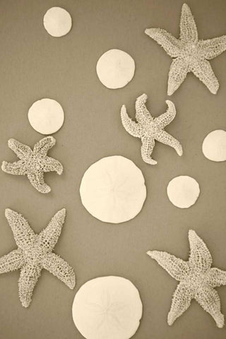 Starfish and Sand Dollars II White Modern Wood Framed Art Print with Double Matting by Millet, Karyn