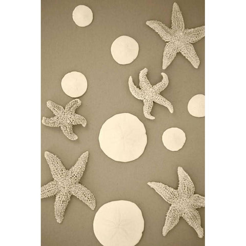 Starfish and Sand Dollars II Black Modern Wood Framed Art Print by Millet, Karyn