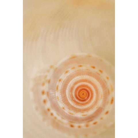 Sea Shells I Gold Ornate Wood Framed Art Print with Double Matting by Millet, Karyn