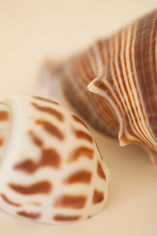 Sea Shells II White Modern Wood Framed Art Print with Double Matting by Millet, Karyn
