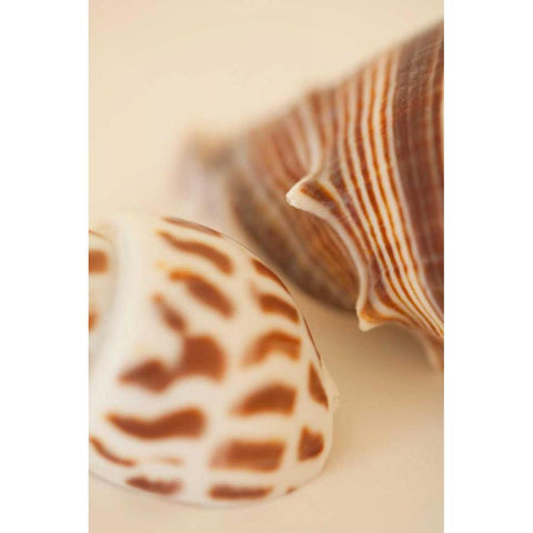 Sea Shells II Gold Ornate Wood Framed Art Print with Double Matting by Millet, Karyn