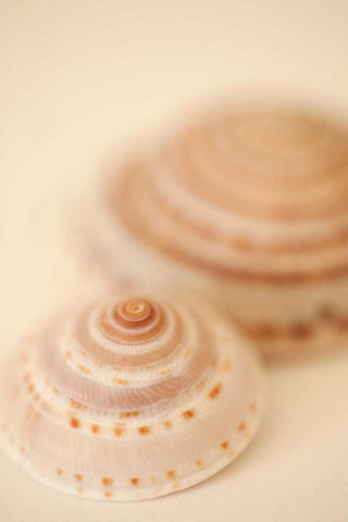 Sea Shells V White Modern Wood Framed Art Print with Double Matting by Millet, Karyn