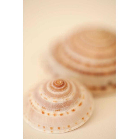 Sea Shells V Gold Ornate Wood Framed Art Print with Double Matting by Millet, Karyn