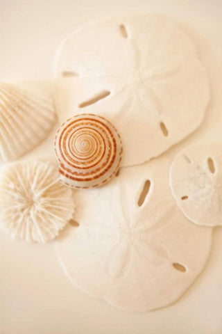 Shells and Dollars Black Ornate Wood Framed Art Print with Double Matting by Millet, Karyn
