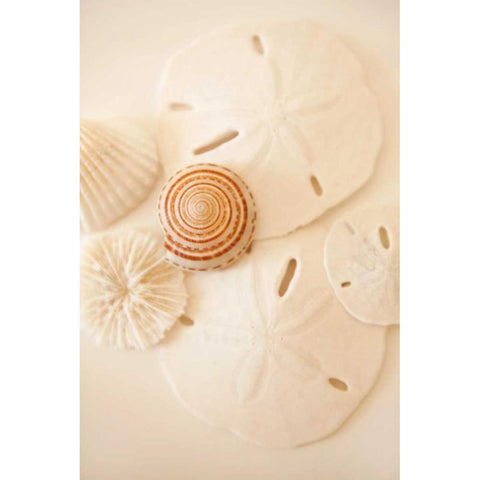 Shells and Dollars Gold Ornate Wood Framed Art Print with Double Matting by Millet, Karyn
