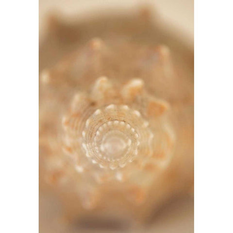 Sea Shell V White Modern Wood Framed Art Print by Millet, Karyn