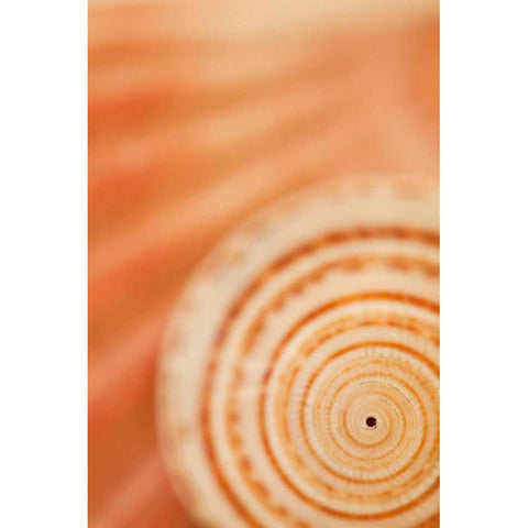 Sea Shell VI Gold Ornate Wood Framed Art Print with Double Matting by Millet, Karyn