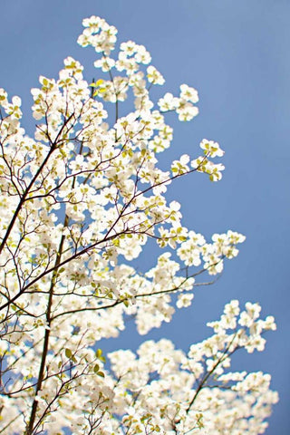 Blossoms III White Modern Wood Framed Art Print with Double Matting by Millet, Karyn