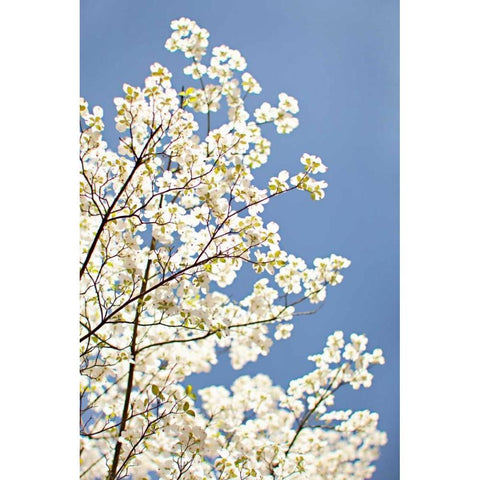 Blossoms III White Modern Wood Framed Art Print by Millet, Karyn