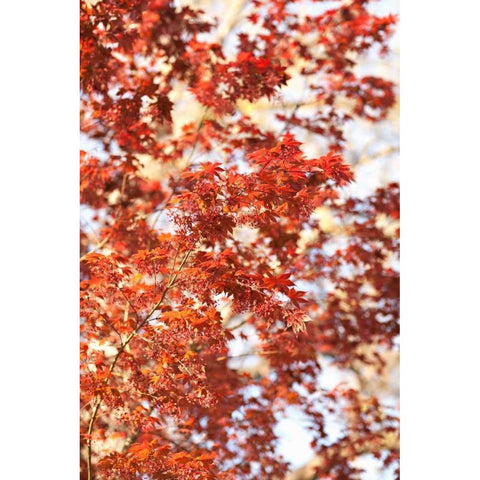 Fall Leaves Black Modern Wood Framed Art Print by Millet, Karyn