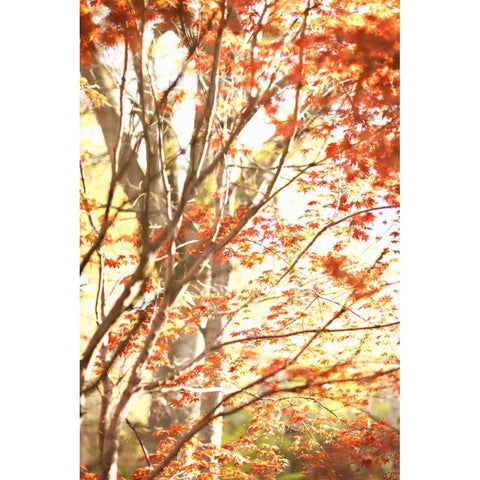 Autumn Leaves Black Modern Wood Framed Art Print by Millet, Karyn
