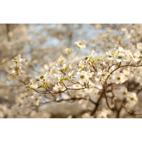 Cherry Blossoms II Gold Ornate Wood Framed Art Print with Double Matting by Millet, Karyn
