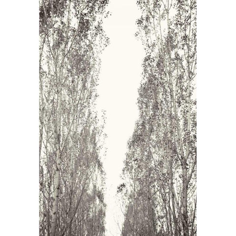 Trees III Gold Ornate Wood Framed Art Print with Double Matting by Millet, Karyn