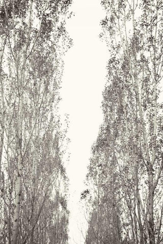Trees III Black Ornate Wood Framed Art Print with Double Matting by Millet, Karyn
