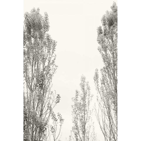 Trees IV Gold Ornate Wood Framed Art Print with Double Matting by Millet, Karyn