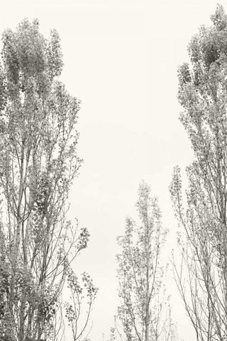 Trees IV White Modern Wood Framed Art Print with Double Matting by Millet, Karyn