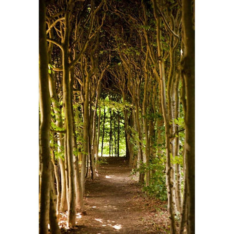 Path Through the Trees Black Modern Wood Framed Art Print with Double Matting by Millet, Karyn