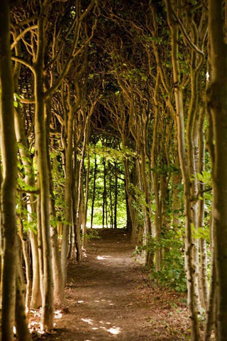 Path Through the Trees Black Ornate Wood Framed Art Print with Double Matting by Millet, Karyn