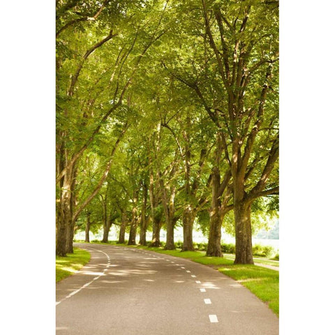 Road Through the Grove Black Modern Wood Framed Art Print with Double Matting by Millet, Karyn