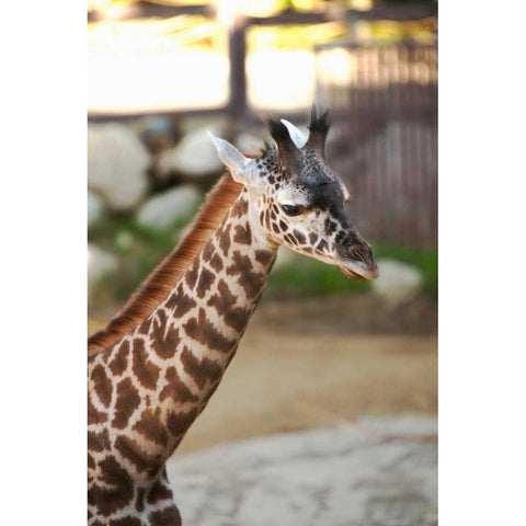 Giraffe I White Modern Wood Framed Art Print by Millet, Karyn