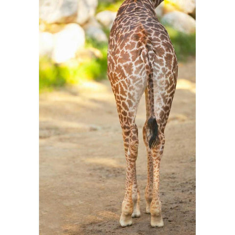 Giraffe II White Modern Wood Framed Art Print by Millet, Karyn