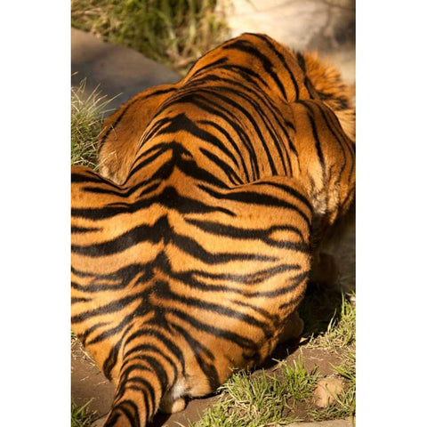 Tiger II Black Modern Wood Framed Art Print with Double Matting by Millet, Karyn