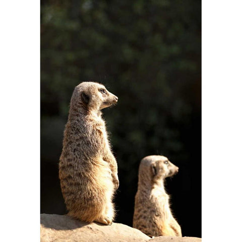 Meerkats Black Modern Wood Framed Art Print with Double Matting by Millet, Karyn