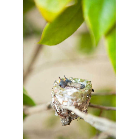 Hummingbird Nest White Modern Wood Framed Art Print by Millet, Karyn