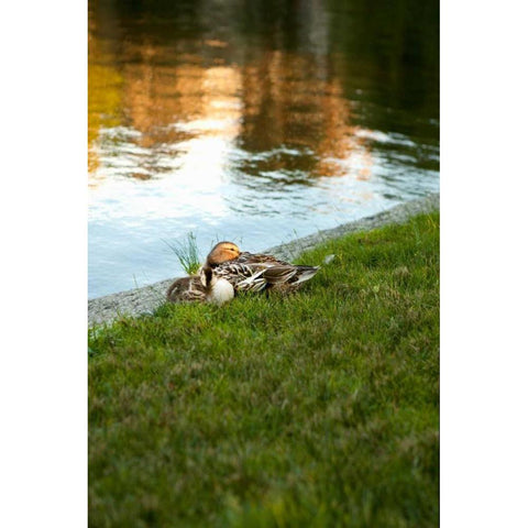 Ducks on the Pond Gold Ornate Wood Framed Art Print with Double Matting by Millet, Karyn