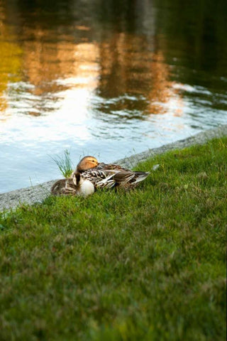 Ducks on the Pond White Modern Wood Framed Art Print with Double Matting by Millet, Karyn